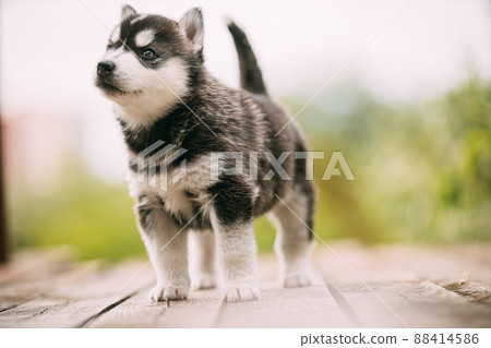 Four-week-old Husky Puppy Of White-gray-black Color Walking On Wooden Ground 88414586
