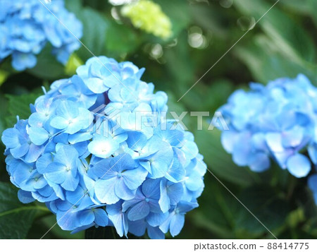 繡球花遍地開花(淺藍色,向上2) 繡球花遍地開花(淺藍色,向上2) 88414775