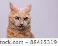 An angry red cat with furrowed eyebrows. A dangerous pet. 88415319
