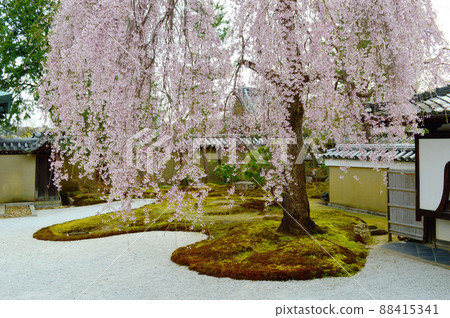 春天京都高台寺的垂枝櫻花很美 88415341
