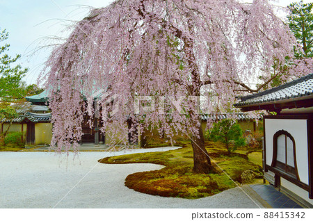 京都市高台寺的垂枝櫻花,供奉著秀吉和北世所 京都市高台寺的垂枝櫻花,供奉著秀吉和北世所 88415342
