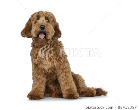 Red apricot Cobberdog dog on white background 88415357
