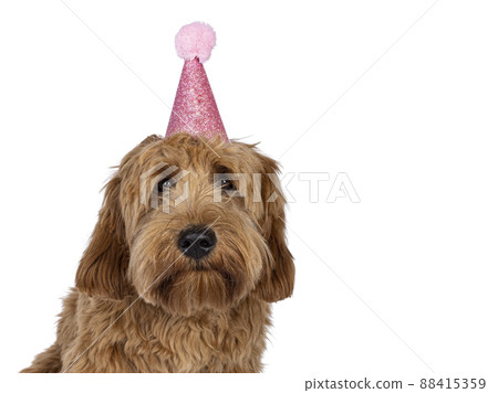 Red apricot Cobberdog dog on white background 88415359