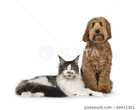 Red apricot Cobberdog dog on white background 88415361