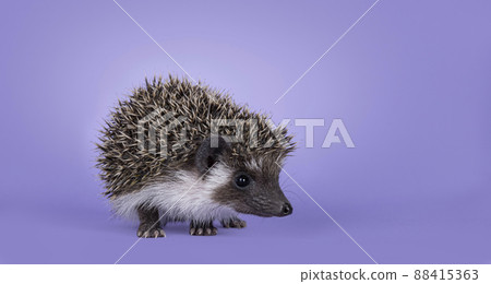 Hedgehog on purple background 88415363