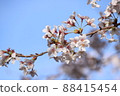 Blue sky and cherry blossoms 88415454