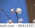 Cherry blossoms at branches 88415455
