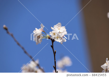 櫻花在樹枝上 櫻花在樹枝上 88415455