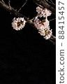 Sakura-background 88415457