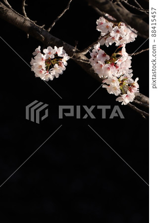 櫻花背景 櫻花背景 88415457