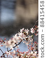 Cherry tree in full bloom  88415458