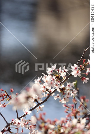 Cherry tree in full bloom  88415458