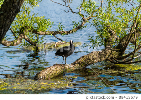 Russia. Peterhof. June 14, 2021. A coot cleans feathers standing on a tree trunk submerged in water. Russia. Peterhof. June 14, 2021. A coot cleans feathers standing on a tree trunk submerged in water. 88415679