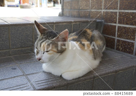 Nap nyanko Nap nyanko 88415689