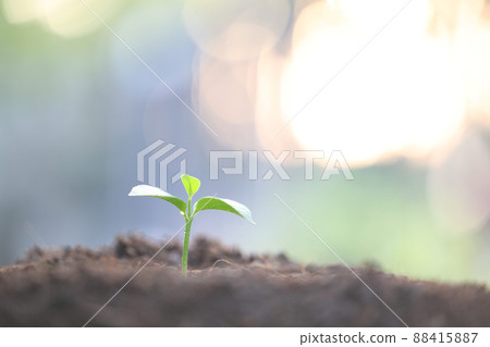 Small Lemon plant sprout growing  88415887