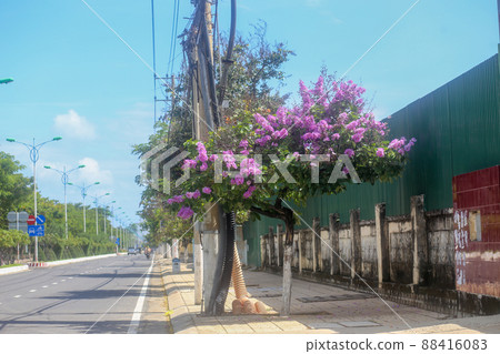 Terminalia catappa tree blooming on the Tran Phu street, Nha Trang city, Khanh Hoa Province 88416083