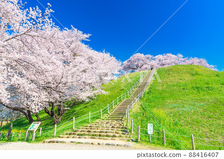 Sakura at Saitama Kotoko Park 88416407