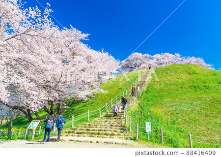 Sakura at Saitama Kotoko Park 88416409