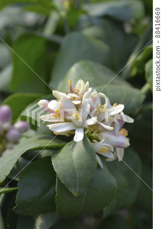 Meyer lemon Meyer lemon 88416669