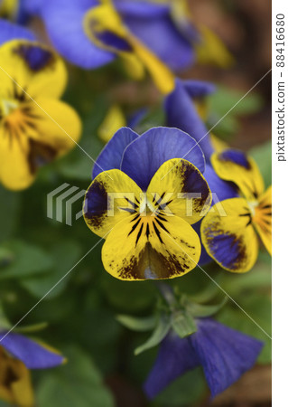 Horned violet 88416680