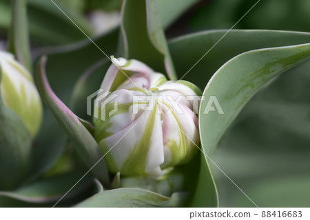 Tulip Flash Point Tulip Flash Point 88416683