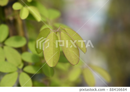 Five-leaf akebia 88416684