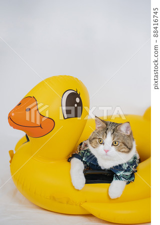 songkran and summer season concept with scottish cat wearing summer cloth and sunglasses and play on duck rubber ring 88416745