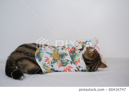 songkran and summer season concept with scottish cat wearing summer cloth and sunglasses on white background songkran and summer season concept with scottish cat wearing summer cloth and sunglasses on white background 88416747