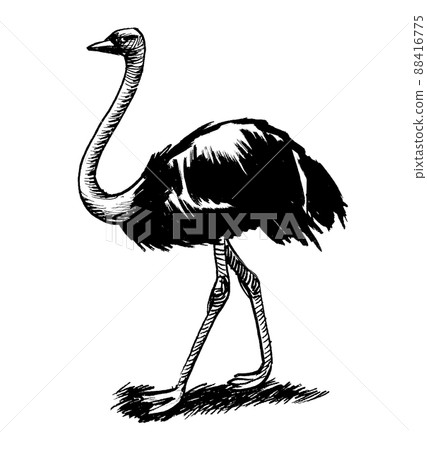 Walking ostrich bird. Ink black and white drawing 88416775