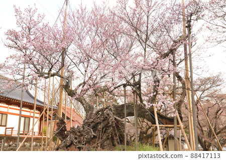 Mukawa-cho, Hokuto City, Yamataka j Jindai Zakura, which has been in full bloom for over 2,000 years Mukawa-cho, Hokuto City, Yamataka j Jindai Zakura, which has been in full bloom for over 2,000 years 88417113
