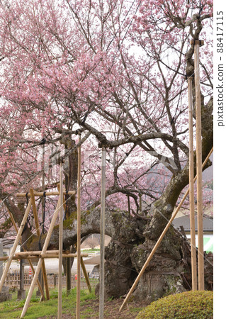 2000年以上盛開的山鷹市北斗市武川町j神代櫻 88417115