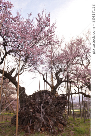 Mukawa-cho, Hokuto City, Yamataka j Jindai Zakura, which has been in full bloom for over 2,000 years 88417118