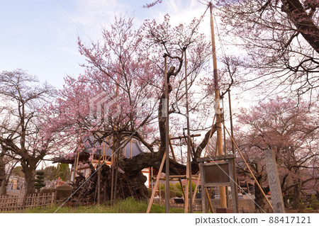 2000年以上盛開的山鷹市北斗市武川町j神代櫻 88417121