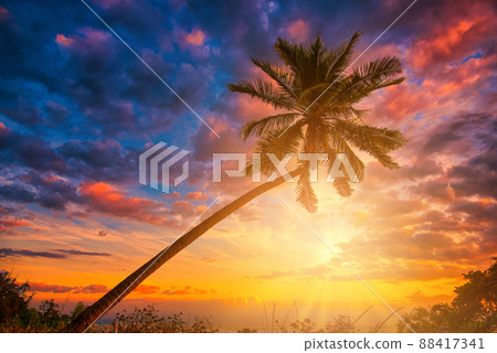 Silhouette coconut palm trees on beach at sunset. Vintage tone. 88417341
