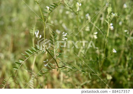 Poa annua 88417357