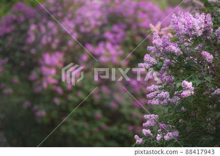 White and pink lilac bushes blooming in spring garden White and pink lilac bushes blooming in spring garden 88417943