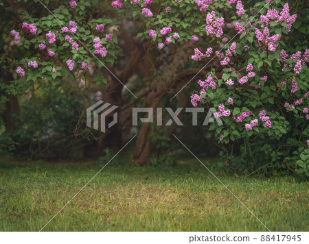 White and pink lilac bushes blooming in spring garden 88417945