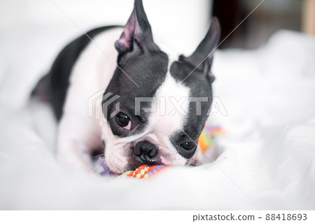 Funny Boston Terrier is playing with a colored toy on the bed in the bedroom at home. The dog is happy and contented. 88418693