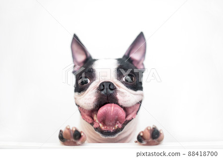 A curious and funny Boston Terrier dog with a cheerful wide smile looks out and peeps from a white table on a white background, leaning on his paws. Creative concept. 88418700