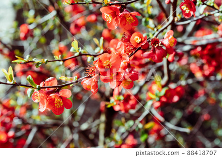 Blooming trees. Close up bright red flowers of a Flowering quince, Chaenomeles speciosa, shrub in a sunny day. a thorny deciduous or semi-evergreen shrub, known as Japanese quince or Chinese quince. Blooming trees. Close up bright red flowers of a Flowering quince, Chaenomeles speciosa, shrub in a sunny day. a thorny deciduous or semi-evergreen shrub, known as Japanese quince or Chinese quince. 88418707