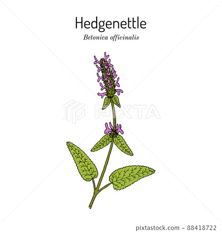 Wood betony Stachys officinalis , medicinal plant Wood betony Stachys officinalis , medicinal plant 88418722
