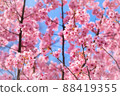 原宿美麗的粉紅色櫻花 88419355