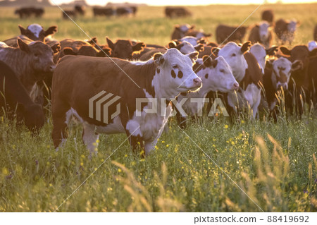 Group of steers looking at the camera, Pampas, Argentina 88419692