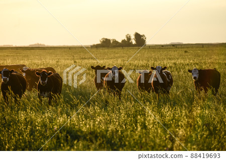 Group of steers looking at the camera, Pampas, Argentina 88419693