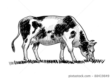 Grazing cow. Ink black and white drawing Grazing cow. Ink black and white drawing 88419849
