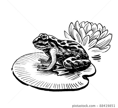 Frog sitting on lotus leaf. Ink black and white drawing 88419851