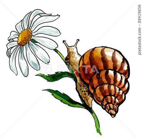 Snail on the flower. Ink and watercolour drawing 88419856