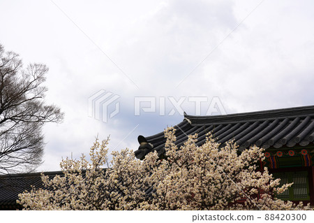 盛開的春梅，盛開的梅花，春梅 88420300