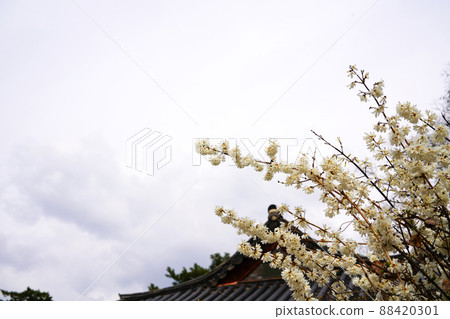 盛開的春梅，盛開的梅花，春梅 88420301