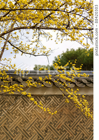 盛開的春梅，盛開的梅花，春梅 88420303